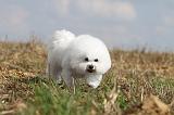 BICHON FRISE 126